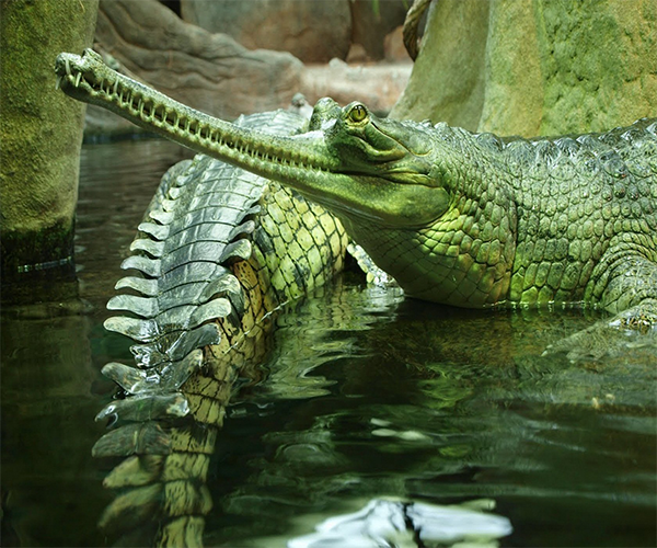 Крокодилы Картинки живой природы