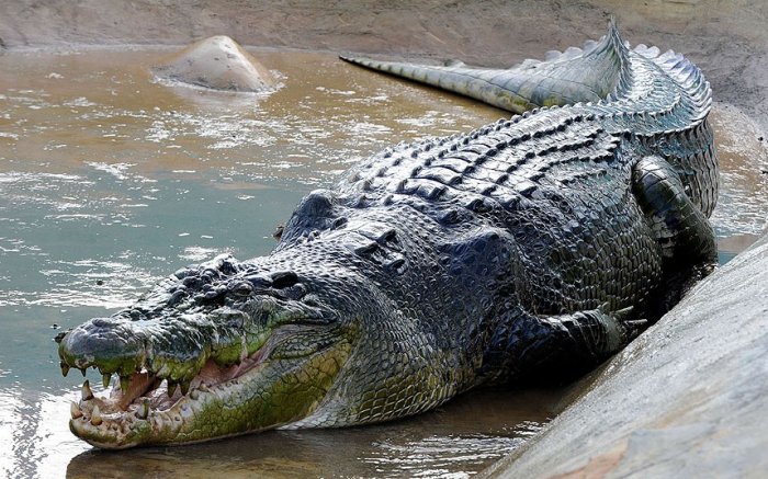 Крокодилы Картинки живой природы