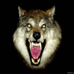 Волки Живые картинки
