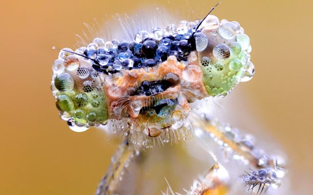 красивые картинки стрекозы в природе