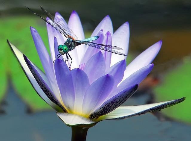 красивые картинки стрекозы в природе