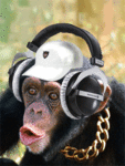 живые обезьяны картинки