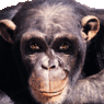 живые обезьяны картинки