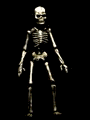 живая картинка скелета